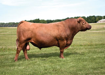 Sturdy Post Ranch | Red Angus Sires